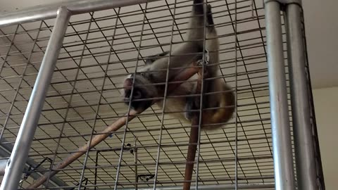 Mowgli playing with his teddy