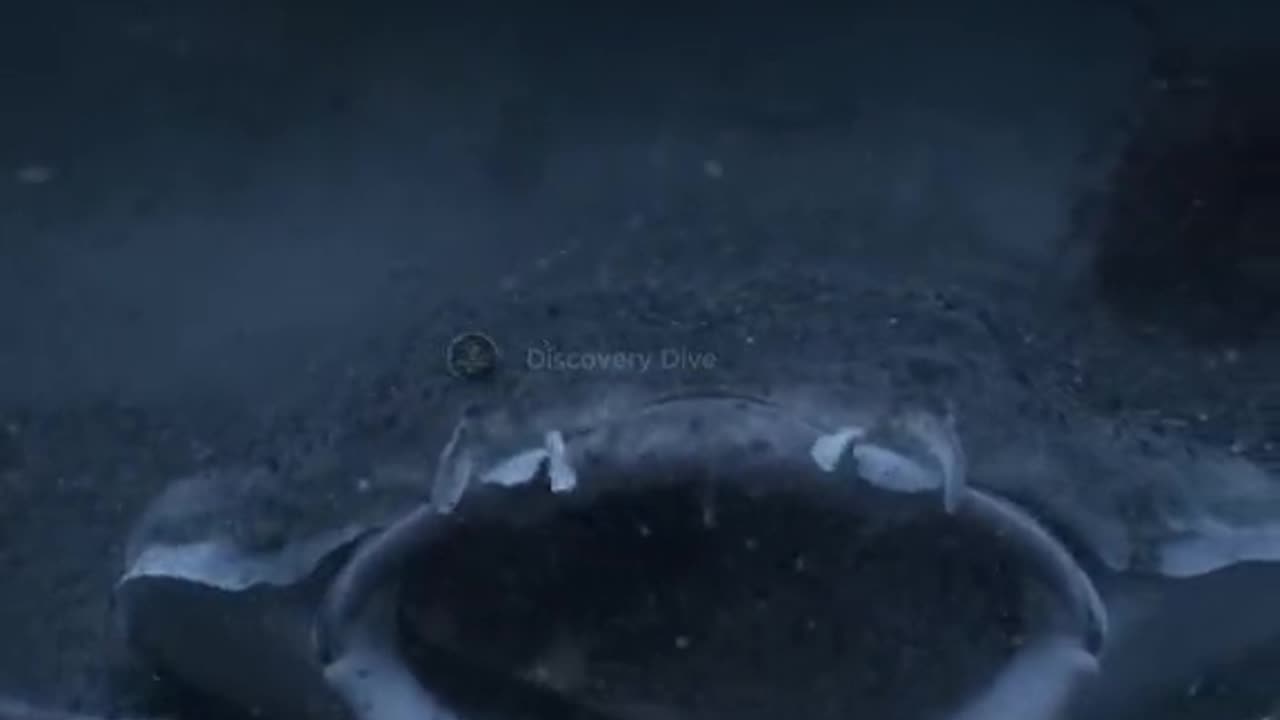 Avatar snapx Predator vs the follow my chanal