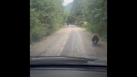 Naturaleza al revés: oso huye de un alce