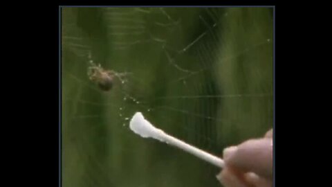 Spiders on drugs - This is pretty funny. Crack, Weed, LSD, Alcohol, Caffeine etc. ROFL 🤣🤣🤣