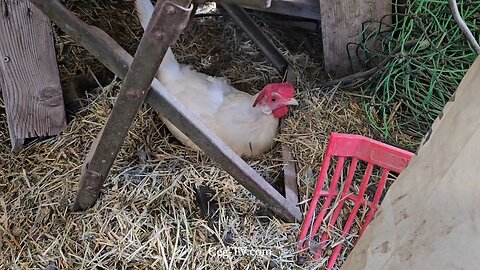 Graham Family Farm NW: 9:30 AM September 10 2025