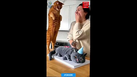 “Cat’s Birthday Cake Reaction! 🎂😂”