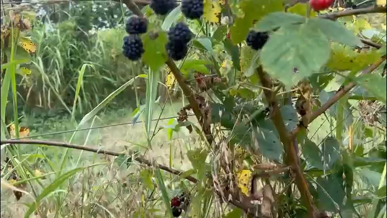 Picking blackberries