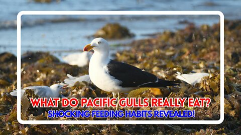 What Do Pacific Gulls Really Eat? Shocking Feeding Habits Revealed!