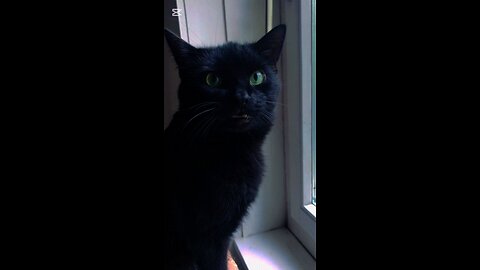 Cat Transformation