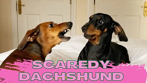 Try not to laugh Funny scaredy Dachshund Dogs Instagram Videos Compilation