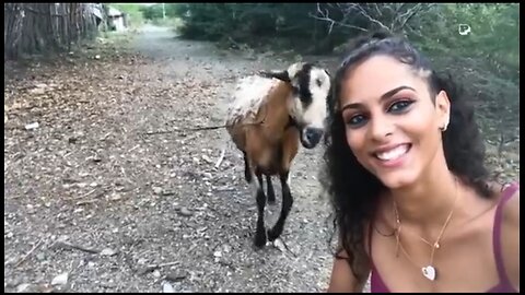 animal funny