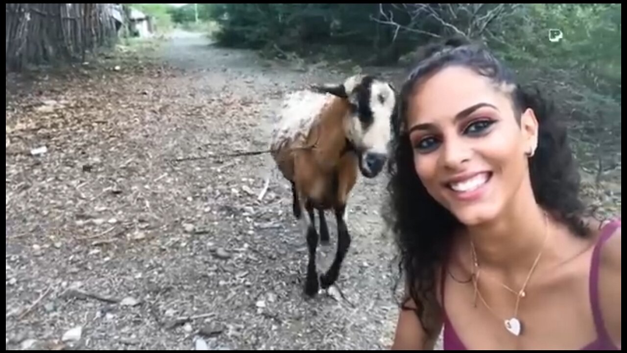 animal funny