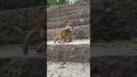 Enough to come back monkey