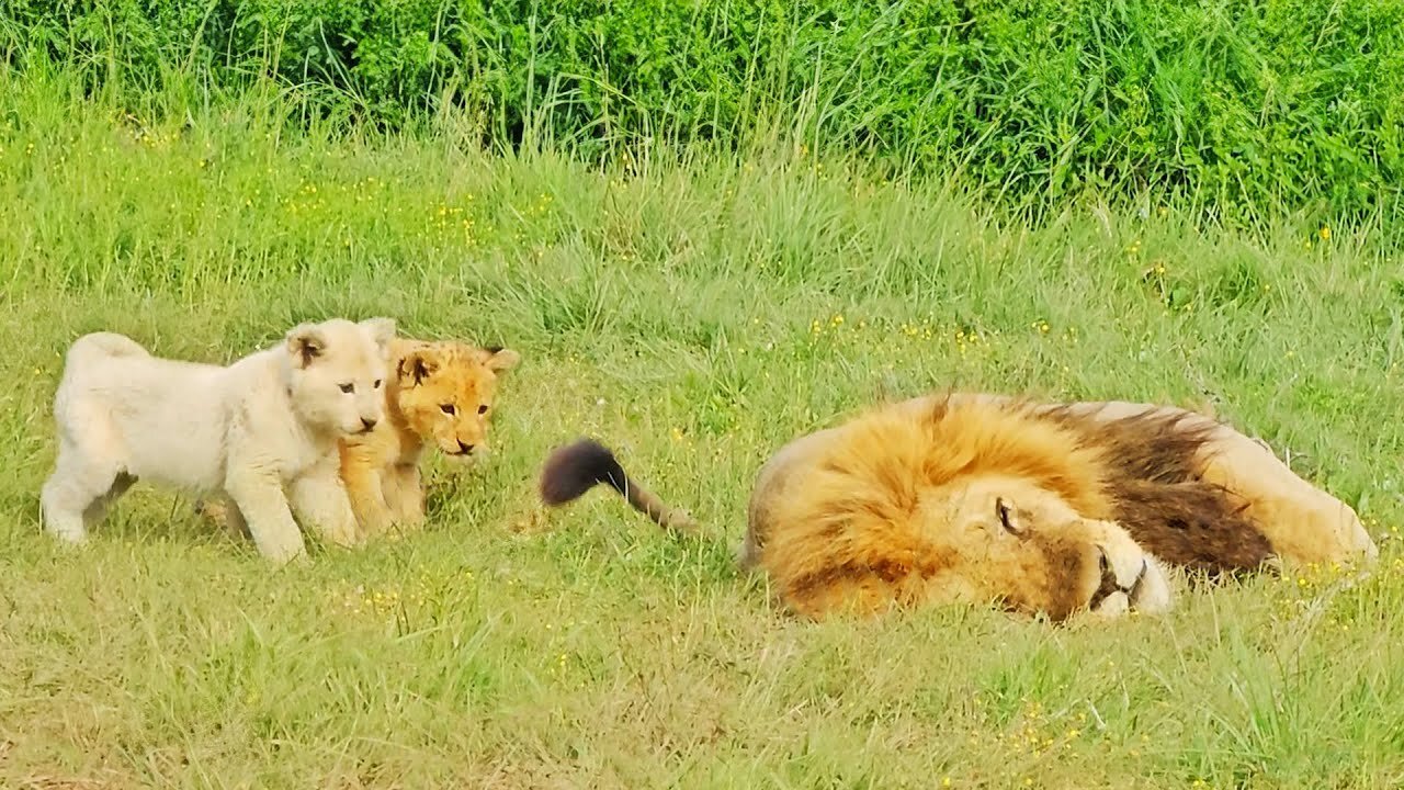 Naughty Lion Cubs Bother Dad Trying to Sleep