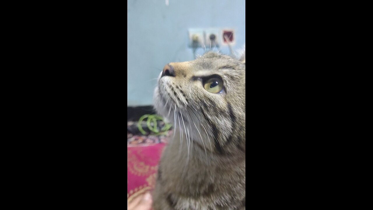 funny cat talk