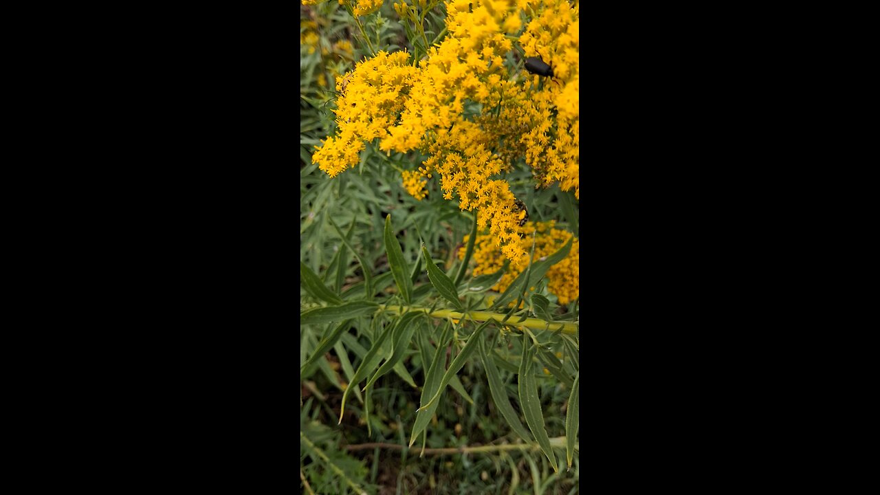 bugs collecting pollen part 3