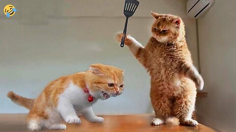 Funniest Animal Videos Ever Part ∞