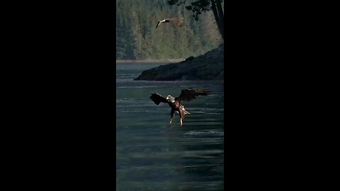 hawek caching fish