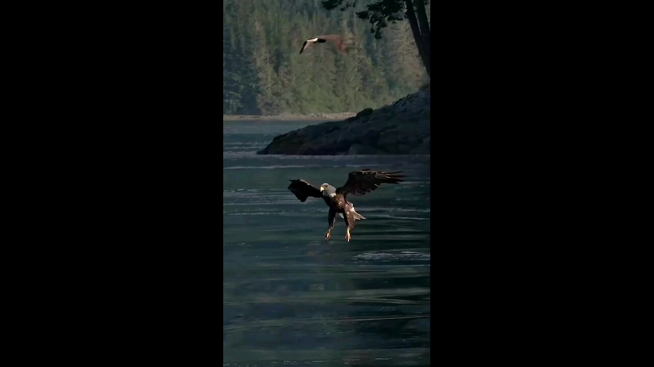 hawek caching fish