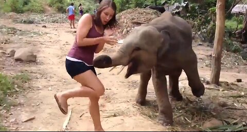 Crazy Animal Chases That Left People Screaming and Laughing!