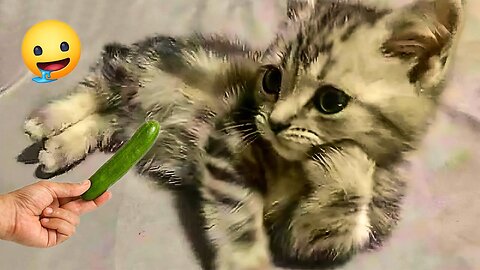 2025’s Funniest Dogs & Cats 😂 You Won’t Stop Laughing! | You Laugh You lose 😍😸😹 #Ep89