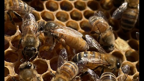 Backyard Bee Keeping