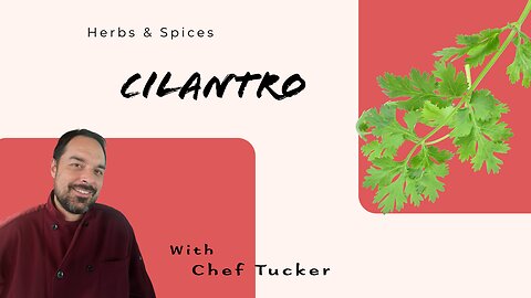 Cilantro