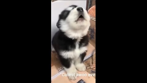 baby husky howling cute