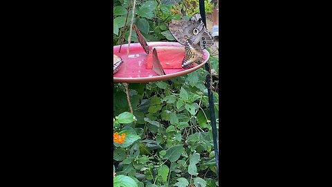 Butterflies 🦋 #butterflies #butterfly #followme #shorts #trending #viral