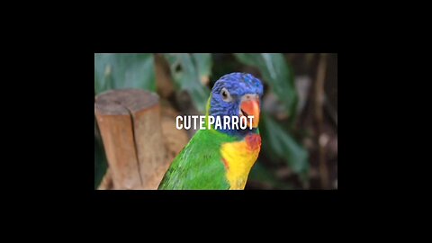 Adorable Cute Parrot: Discover the Colorful and Playful Bird Species