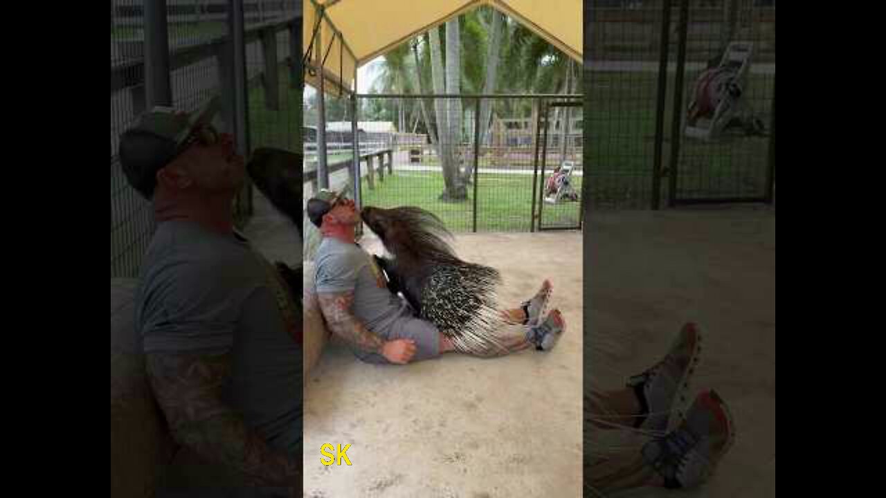 Did You Know PORCUPINES are SUPER Affectionate Lola is! Come Visit Book at