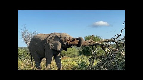 Giant Elephant Attacks Fox in Tree | Shocking Wildlife Power Moment 🐘🦊