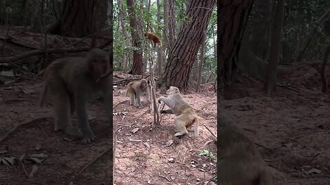 A couple of monkey sit and watch the baby monkey learning to climb a tree
