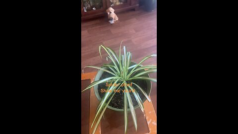 Spider Plant