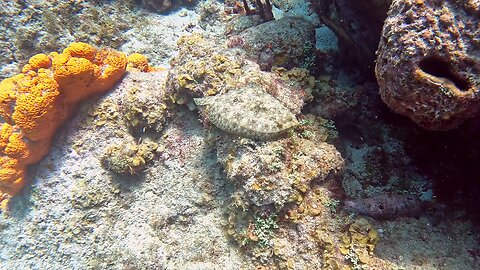 Baby Peacock flounder tries to hide from scuba diver in St Lucia
