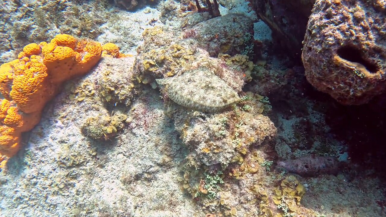 Baby Peacock flounder tries to hide from scuba diver in St Lucia