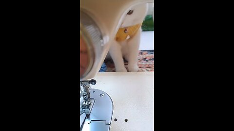 the cat is playing
