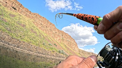 Washington catfish