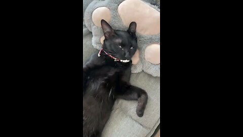 Funny animals episode #4