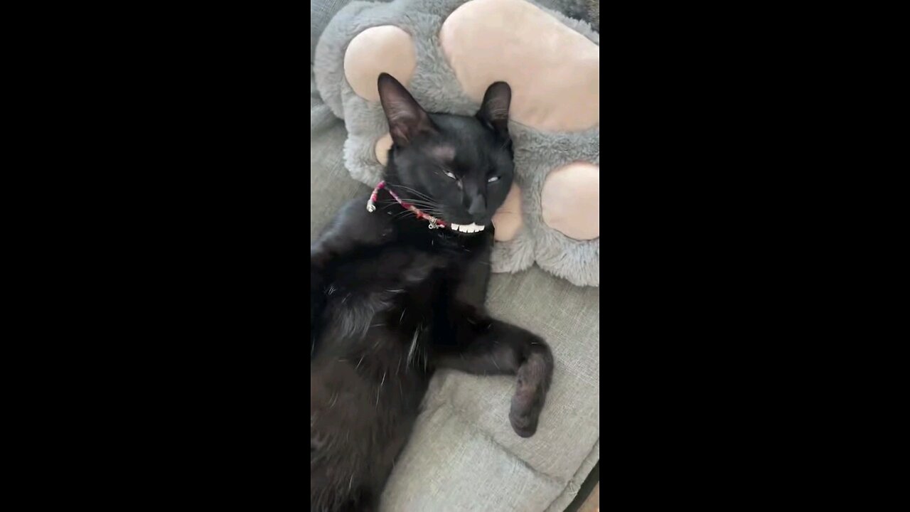 Funny animals episode #4