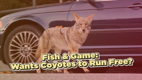 California's Coyote Problem Is Getting Worse!