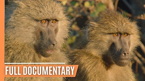 Wild Dramas in the Rift Valley - The Baboons of Kenya | Full Documentary