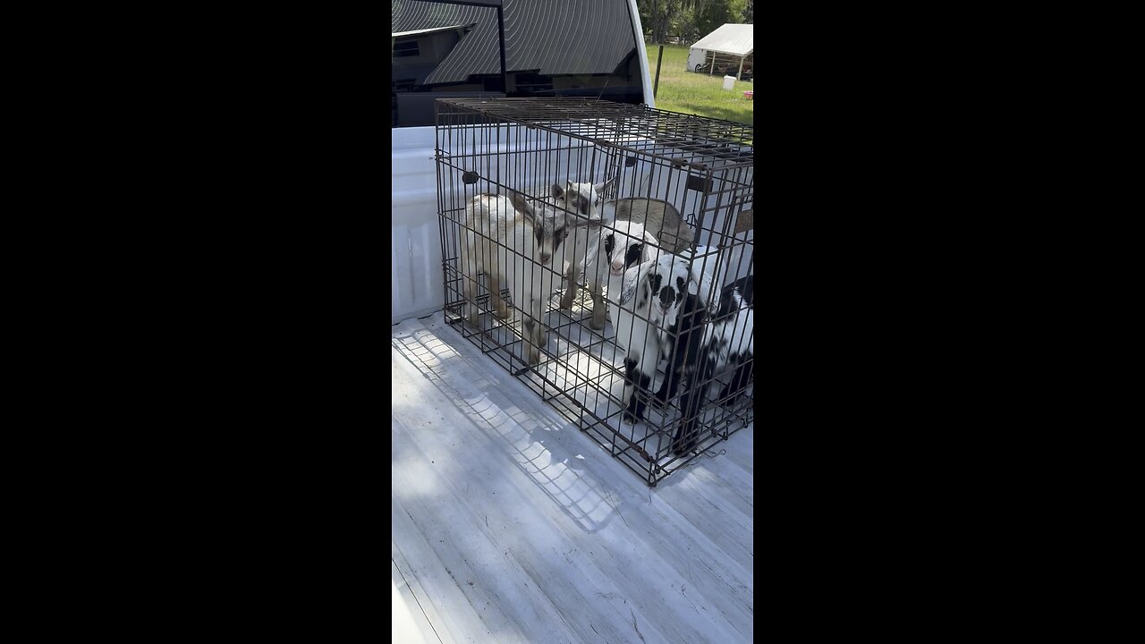 Cutest baby goat yoga class!