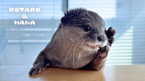 Otter turns lunch into a real show
