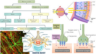Animal Form and Function: Nervous System