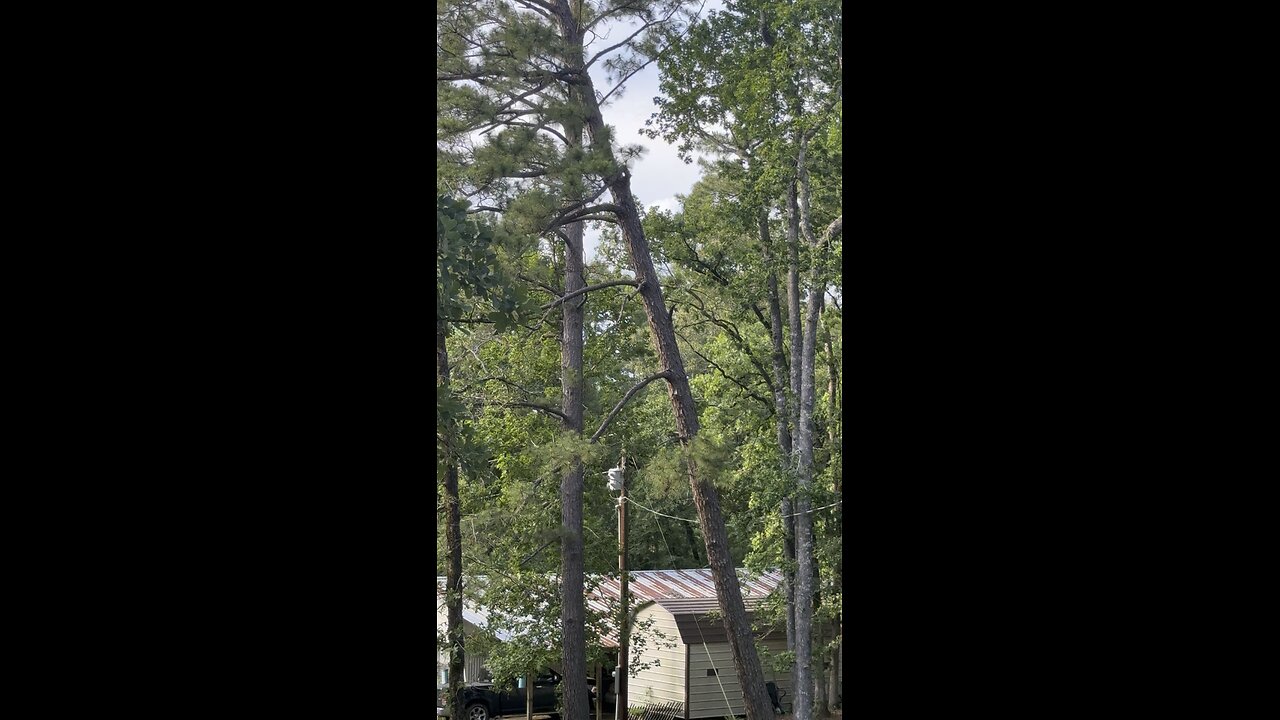 Good day but that tree