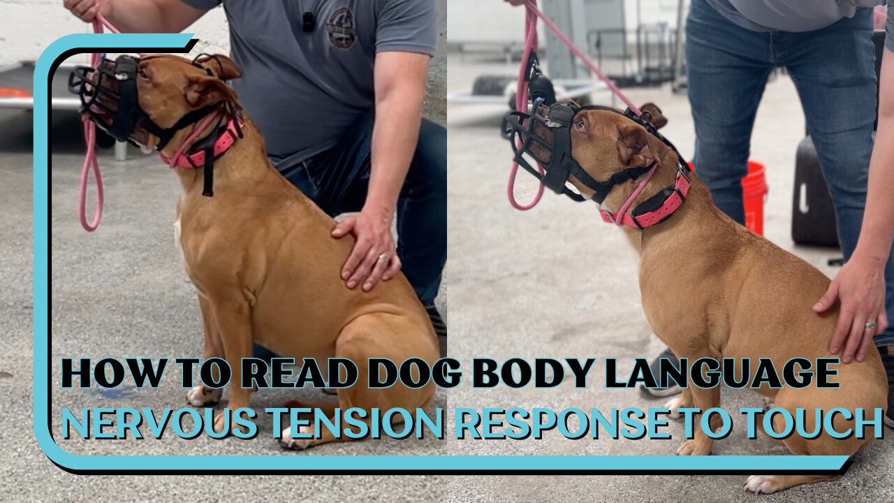 How To Read Dog Body Language Nervous Tension Response To Touch, Dog And Human Reactive Dog