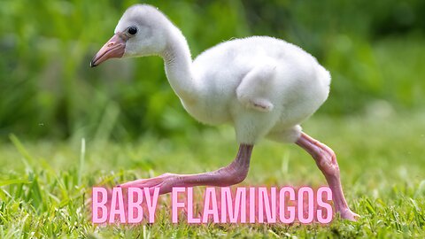 The Incredible Color Transformation of Baby Flamingos Will AMAZE You! | AMZG Animals
