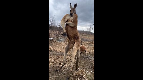 Ohh 😮 Muscles 💪 of The Kangaroo 🦘