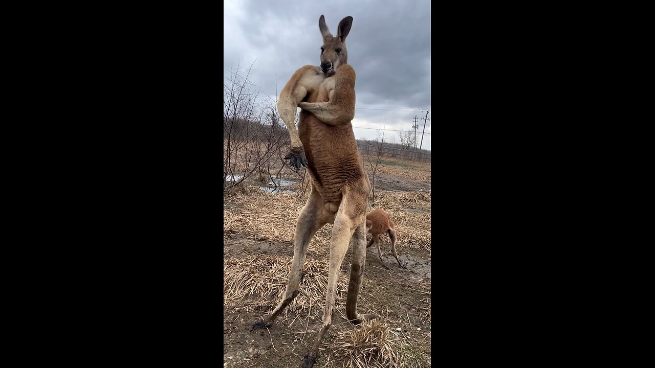 Ohh 😮 Muscles 💪 of The Kangaroo 🦘