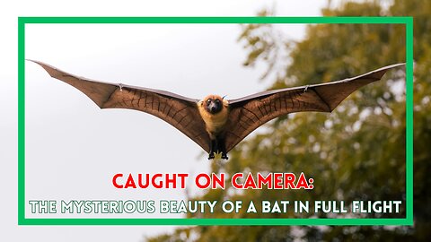 Caught on Camera: The Mysterious Beauty of a Bat in Full Flight