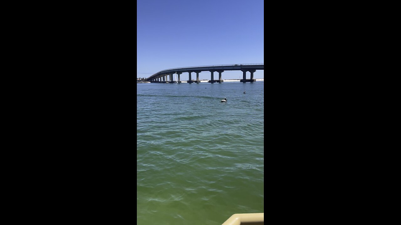 Morning Dolphins 🐬