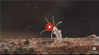 THIS IS IN THE VACCINES - The Undying Hydra: A Mini-Monster That Clones Itself. Has Neurotoxins?