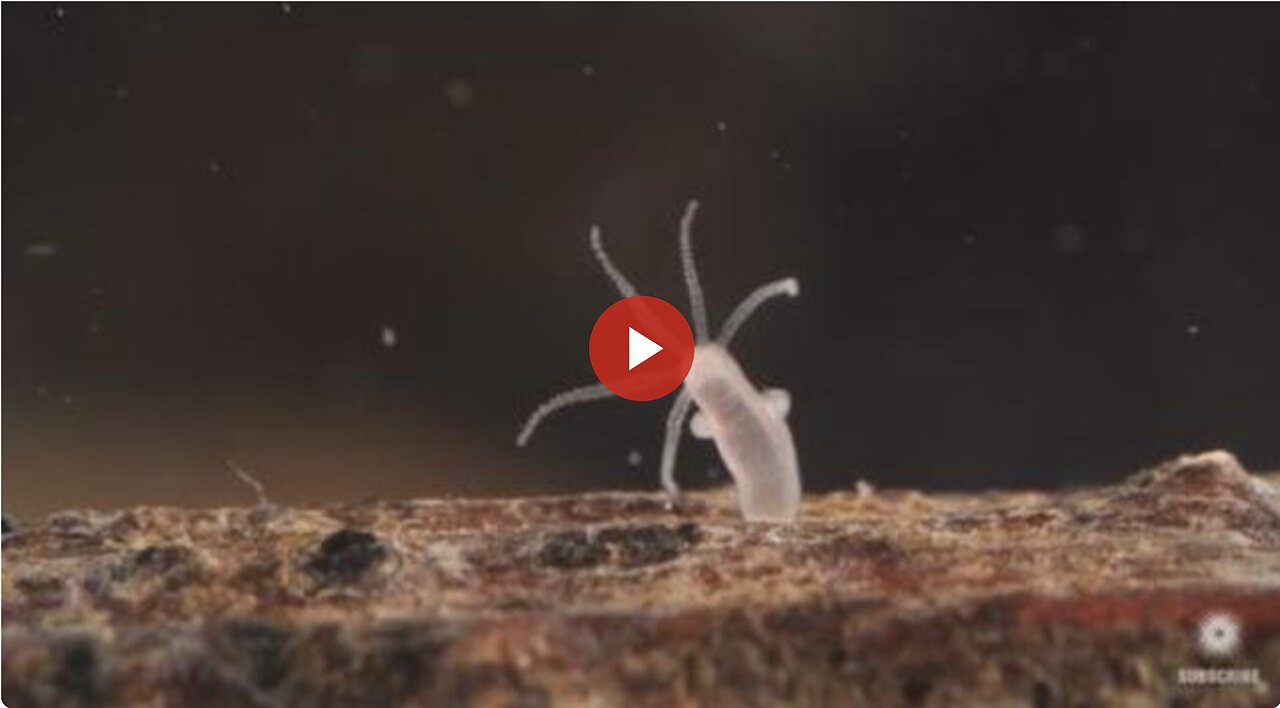 THIS IS IN THE VACCINES - The Undying Hydra: A Mini-Monster That Clones Itself. Has Neurotoxins?